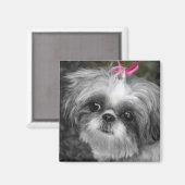 Shitzu Dog Square Magnet (Vorderseite/Rückseite)