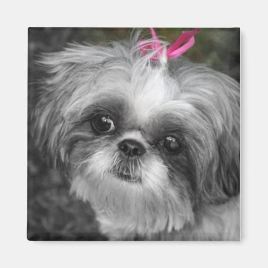 Shitzu Dog Square Magnet (Vorne)