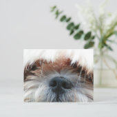shitzu Hund Welpe niedlich Gesichtsgeschenke Postkarte (Stehend Vorderseite)
