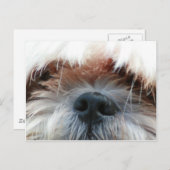 shitzu Hund Welpe niedlich Gesichtsgeschenke Postkarte (Vorne/Hinten)