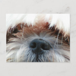 shitzu Hund Welpe niedlich Gesichtsgeschenke Postkarte