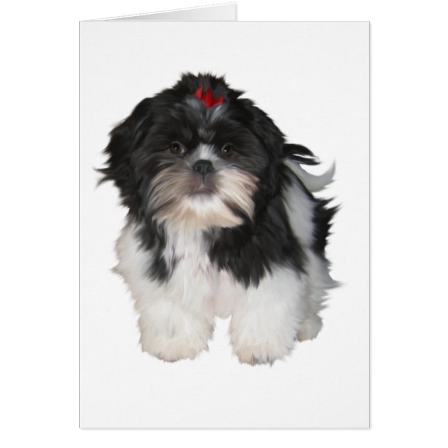 Shitzu Shih Tzu Puppy Hunde (Vorne)