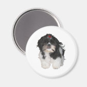 Shitzu Shih Tzu Puppy Hunde Magnet (Vorderseite/Rückseite)