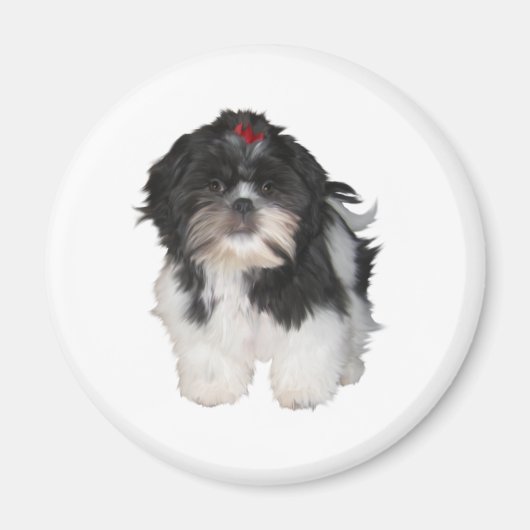 Shitzu Shih Tzu Puppy Hunde Magnet (Vorne)