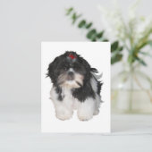 Shitzu Shih Tzu Puppy Hunde Postkarte (Stehend Vorderseite)