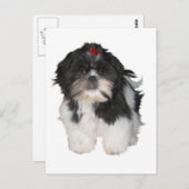 Shitzu Shih Tzu Puppy Hunde Postkarte (Vorne/Hinten)