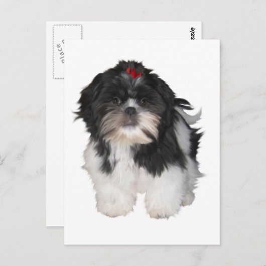 Shitzu Shih Tzu Puppy Hunde Postkarte (Vorne/Hinten)