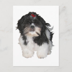 Shitzu Shih Tzu Puppy Hunde Postkarte