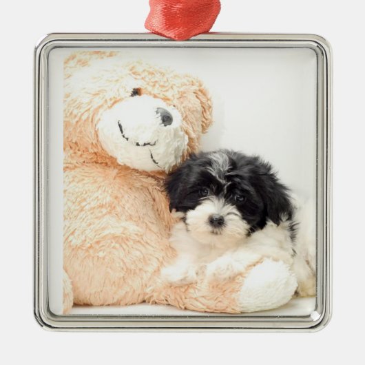 ***SHITZU UND TEDDYBEAR*** ORNAMENT (Vorne)