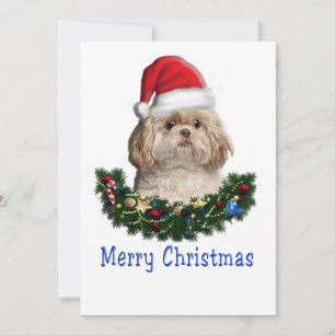 Shitzu Weihnachten