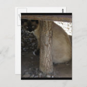 Shiva der Schneeschuh Postkarte (Vorne/Hinten)