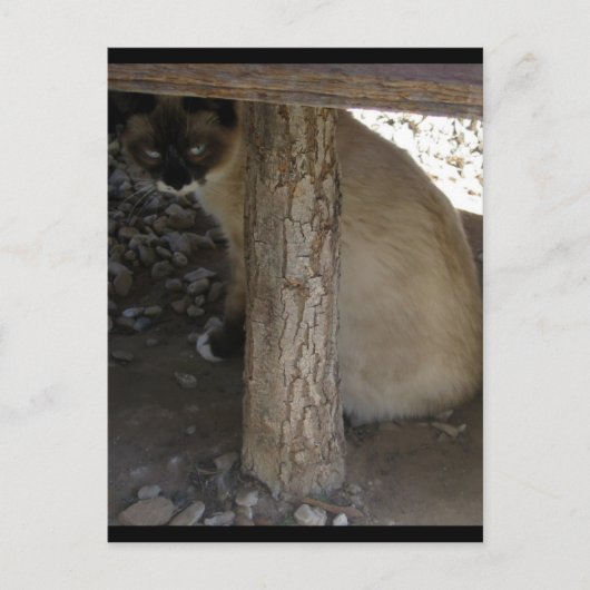 Shiva der Schneeschuh Postkarte (Vorderseite)