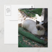 Shiva der Schneeschuh Postkarte (Vorne/Hinten)