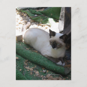 Shiva der Schneeschuh Postkarte