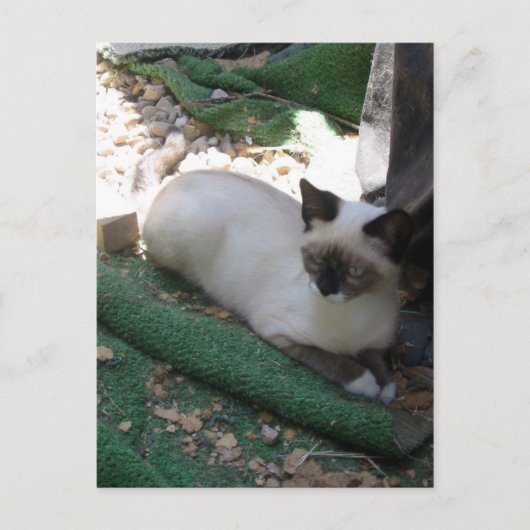 Shiva der Schneeschuh Postkarte (Vorderseite)