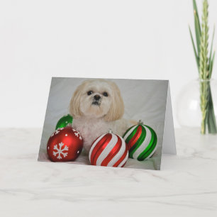 Shiz Tzu mit Weihnachtsdekoration Feiertagskarte