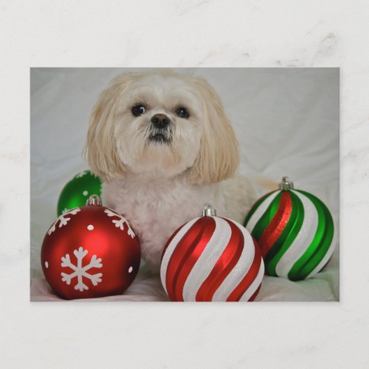 Shiz Tzu mit Weihnachtsdekoration Feiertagspostkarte (Vorderseite)