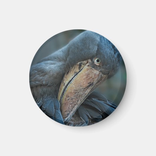 Shoebill Magnet (Vorne)