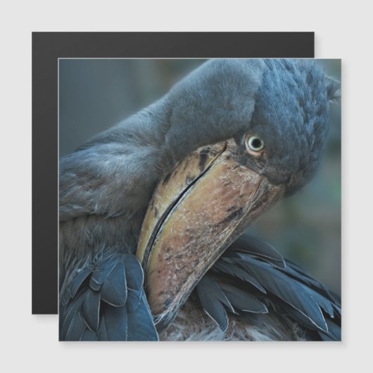 Shoebill Magnetkarte (Vorne/Hinten)