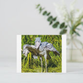 Shoebill Storch Postkarte (Stehend Vorderseite)