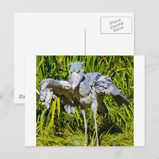 Shoebill Storch Postkarte (Vorne/Hinten)