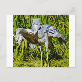 Shoebill Storch Postkarte