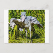 Shoebill Storch Postkarte (Vorderseite)