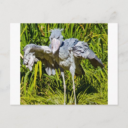Shoebill Storch Postkarte (Vorderseite)