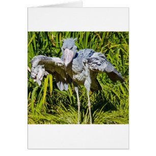 Shoebill Stork