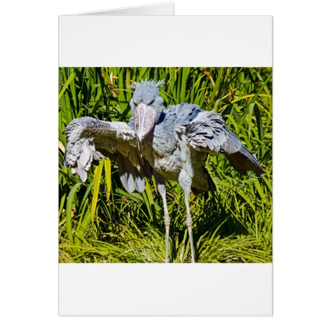 Shoebill Stork (Vorne)