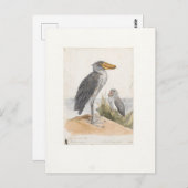 Shoebill Stork 1887 Print Zoologica Amsterdam Postkarte (Vorne/Hinten)