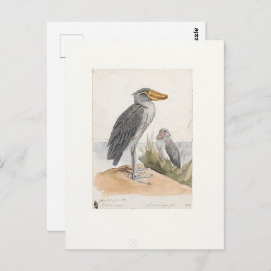 Shoebill Stork 1887 Print Zoologica Amsterdam Postkarte (Vorne/Hinten)