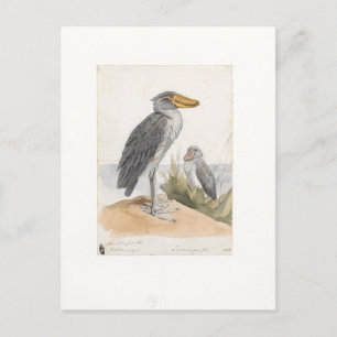 Shoebill Stork 1887 Print Zoologica Amsterdam Postkarte