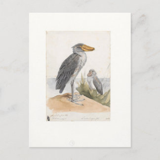 Shoebill Stork 1887 Print Zoologica Amsterdam Postkarte