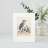 Shoebill Stork 1887 Print Zoologica Amsterdam Postkarte (Stehend Vorderseite)