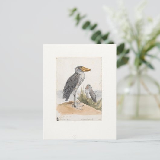 Shoebill Stork 1887 Print Zoologica Amsterdam Postkarte (Stehend Vorderseite)