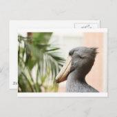 Shoebill Stork Postkarte (Vorne/Hinten)