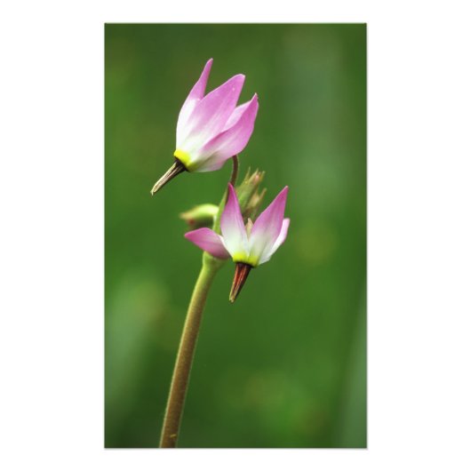 Shooting Star Wildblume, Kalifornien, USA Fotodruck (Vorne)