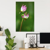 Shooting Star Wildblume, Kalifornien, USA Poster (Heimbüro)