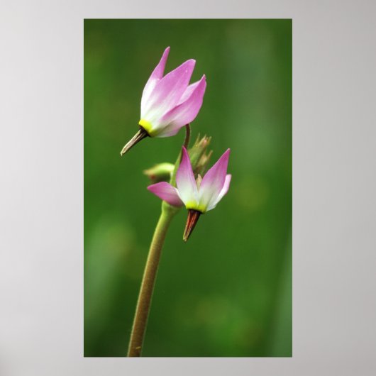 Shooting Star Wildblume, Kalifornien, USA Poster (Vorne)