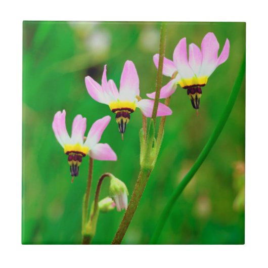 Shooting Star-Wildblumen im Mission Trails Park Fliese (Vorderseite)