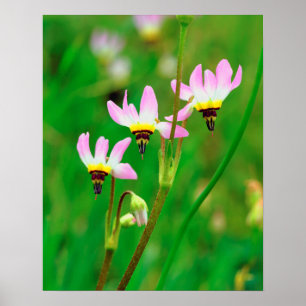 Shooting Star-Wildblumen im Mission Trails Park Poster