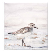 Shore Bird Art Reproduction Foto Print (Vorne)