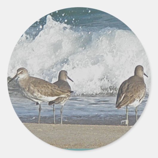 Shore Bird Trio Stickers (Vorderseite)