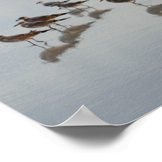 Shore Birds Poster (Ecke)