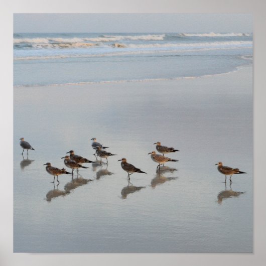 Shore Birds Poster (Vorne)