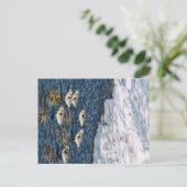 Shore Birds Postkarte (Stehend Vorderseite)