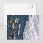 Shore Birds Postkarte (Vorne/Hinten)