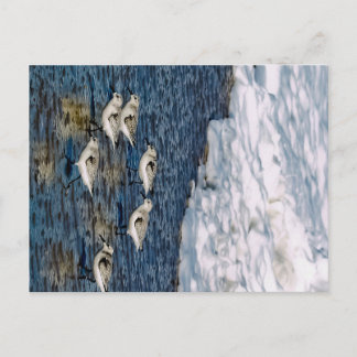 Shore Birds Postkarte