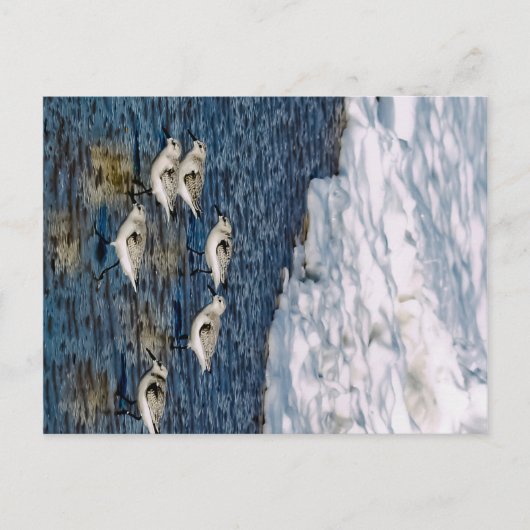 Shore Birds Postkarte (Vorderseite)